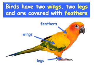 Vertebrate groups 3º