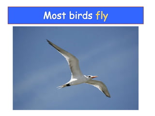 Vertebrate groups 3º