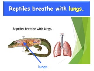 Vertebrate groups 3º