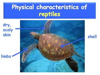 Vertebrate groups 3º