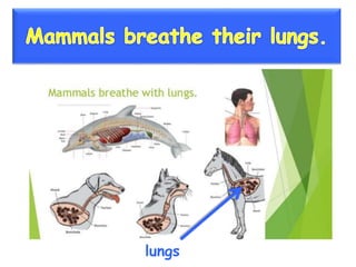 Vertebrate groups 3º