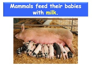 Vertebrate groups 3º