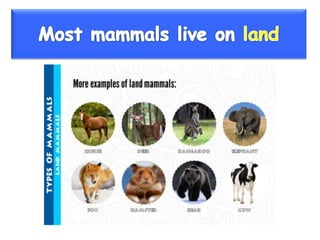Vertebrate groups 3º