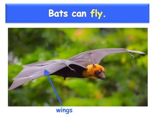 Vertebrate groups 3º