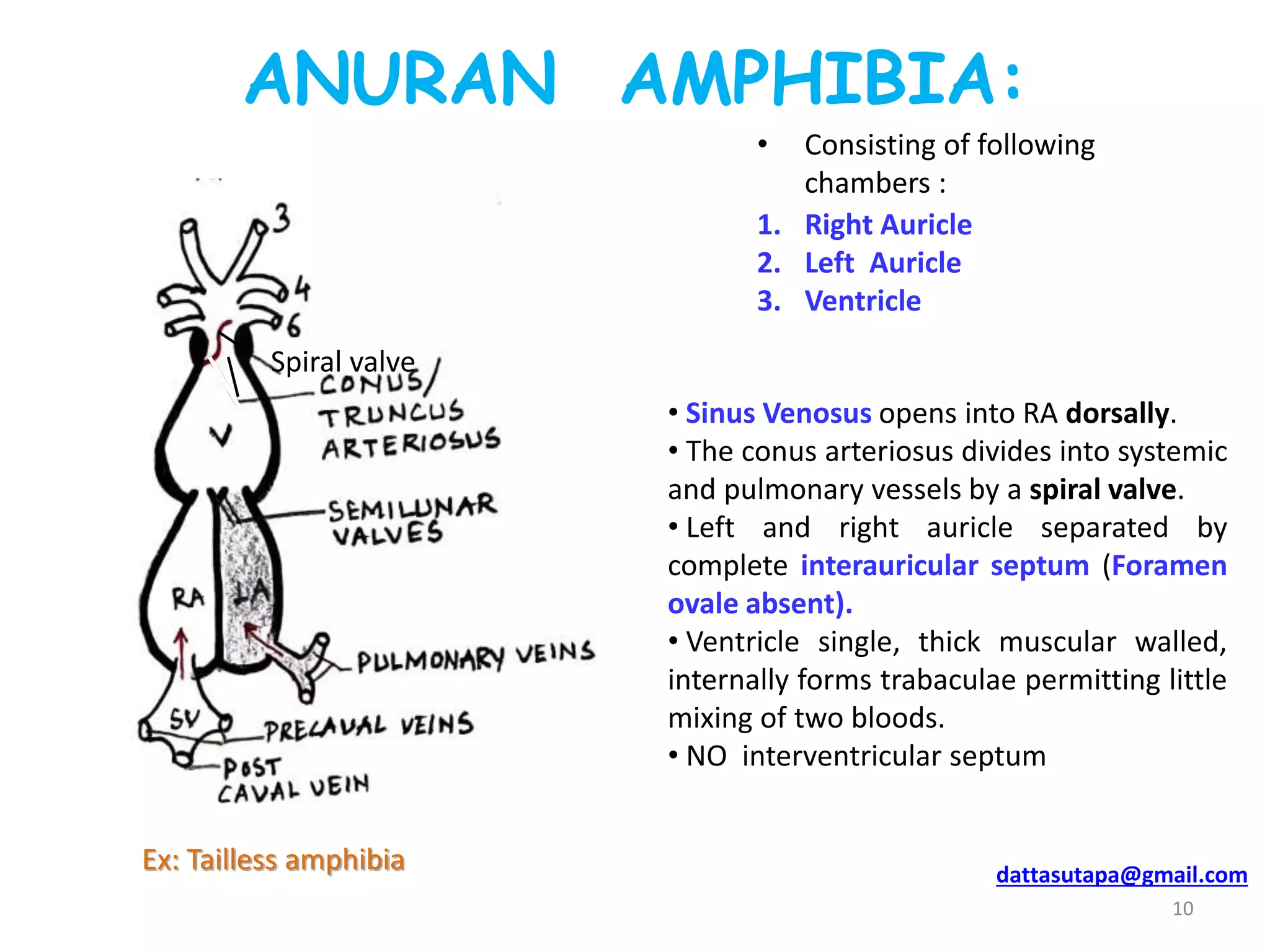 Comparative account of vertebrate heart | PPTX