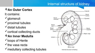 Comprehensive Overview of Vertebrate Kidney Structure and Function in ...