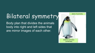 Vertebrate Nervous System new 1 - Copy.pptx