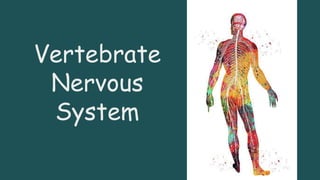 Vertebrate
Nervous
System
 