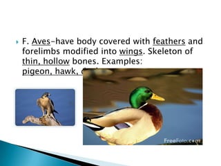 E. Mammals-have body with hair on at least some part. Feed young milk secreted by mammary glands. Breathe with lungs.