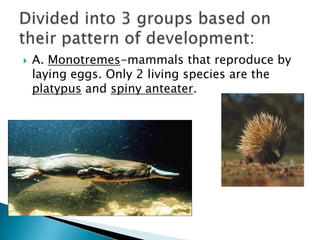 B. Marsupials-are born early and undeveloped. Crawl into mother’s pouch until development is complete. Includes kangaroo and opossum.