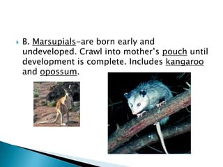 C. Placental-young develop inside the female’s uterus until development is complete; give birth to live young. Includes dolphins and humans.