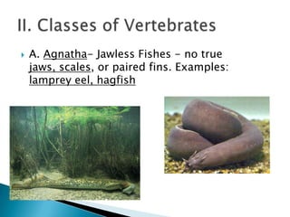 B. Chondrichthyes- have skeleton of cartilage; have gills and paired fins. Examples: sharks, rays
