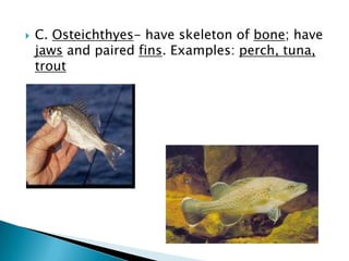 D. Amphibia-have smooth, moist skin and no scales. Go through process of metamorphosis changing from larva stage (tadpole) living in water to adult stage living on land. During metamorphosis, lungs replace gills, limbs develop, and the tail disappears. Breath with gills at some point. Examples: frogs, toads, salamanders