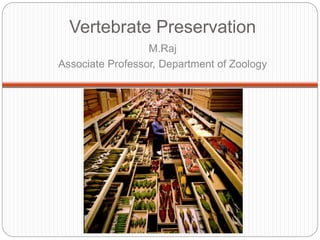 Vertebrate Preservation
M.Raj
Associate Professor, Department of Zoology
 