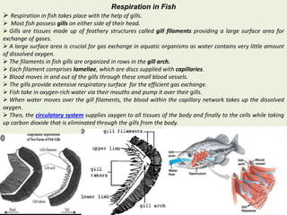 Respiration in Fish
 Respiration in fish takes place with the help of gills.
 Most fish possess gills on either side of their head.
 Gills are tissues made up of feathery structures called gill filaments providing a large surface area for
exchange of gases.
 A large surface area is crucial for gas exchange in aquatic organisms as water contains very little amount
of dissolved oxygen.
 The filaments in fish gills are organized in rows in the gill arch.
 Each filament comprises lamellae, which are discs supplied with capillaries.
 Blood moves in and out of the gills through these small blood vessels.
 The gills provide extensive respiratory surface for the efficient gas exchange.
 Fish take in oxygen-rich water via their mouths and pump it over their gills.
 When water moves over the gill filaments, the blood within the capillary network takes up the dissolved
oxygen.
 Then, the circulatory system supplies oxygen to all tissues of the body and finally to the cells while taking
up carbon dioxide that is eliminated through the gills from the body.
 