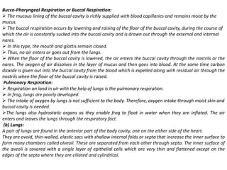 Bucco-Pharyngeal Respiration or Buccal Respiration:
 The mucous lining of the buccal cavity is richly supplied with blood capillaries and remains moist by the
mucus.
 The buccal respiration occurs by lowering and raising of the floor of the buccal cavity, during the course of
which the air is constantly sucked into the buccal cavity and is drawn out through the external and internal
nares.
 In this type, the mouth and glottis remain closed.
 Thus, no air enters or goes out from the lungs.
 When the floor of the buccal cavity is lowered, the air enters the buccal cavity through the nostrils or the
nares. The oxygen of air dissolves in the layer of mucus and then goes into blood. At the same time carbon
dioxide is given out into the buccal cavity from the blood which is expelled along with residual air through the
nostrils when the floor of the buccal cavity is raised.
Pulmonary Respiration:
 Respiration on land in air with the help of lungs is the pulmonary respiration.
 In frog, lungs are poorly developed.
 The intake of oxygen by lungs is not sufficient to the body. Therefore, oxygen intake through moist skin and
buccal cavity is needed.
The lungs also hydrostatic organs as they enable frog to float in water when they are inflated. The air
enters and leaves the lungs through the respiratory fact.
(b) Lungs:
A pair of lungs are found in the anterior part of the body cavity, one on the either side of the heart.
They are ovoid, thin-walled, elastic sacs with shallow internal folds or septa that increase the inner surface to
form many chambers called alveoli. These are separated from each other through septa. The inner surface of
the aveoli is covered with a single layer of epithelial cells which are very thin and flattened except on the
edges of the septa where they are ciliated and cylindrical.
 
