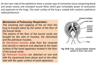On the inner side of the epithelium there is aerolar type of connective tissue comprising blood
and lymph vessels and unstriped muscle fibres which give remarkable power of contraction
and expansion to the lungs. The outer surface of the lung is coated with coelomic epithelium
called peritoneum.
Mechanism of Pulmonary Respiration:
The incoming and outgoing of the air from the
lung is brought about by the action of the floor of
the buccal cavity.
The actions of the floor of the buccal cavity are
brought by two sets of muscles, the sternohyal
and the petrohyal muscles,
(i) Sternohyal muscles arise from the coracoid
and clavicle or sternum and attached to the lower
surface of the hyoid apparatus located in the floor
of the buccal cavity.
(ii) Petrohyal muscles are attached on one end
with the squamosal bone above and on the other
side with the upper surface of hyoid apparatus.
 