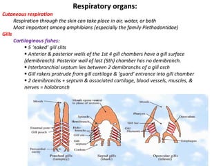 Respiratory organs:
Cutaneous respiration
Respiration through the skin can take place in air, water, or both
Most important among amphibians (especially the family Plethodontidae)
Gills
Cartilaginous fishes:
 5 ‘naked’ gill slits
 Anterior & posterior walls of the 1st 4 gill chambers have a gill surface
(demibranch). Posterior wall of last (5th) chamber has no demibranch.
 Interbranchial septum lies between 2 demibranchs of a gill arch
 Gill rakers protrude from gill cartilage & ‘guard’ entrance into gill chamber
 2 demibranchs + septum & associated cartilage, blood vessels, muscles, &
nerves = holobranch
 