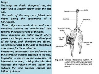 Lungs:
The lungs are elastic, elongated sacs, the
right lung is slightly larger than the left
one.
The walls of the lungs are folded into
ridges giving the appearance of a
honeycomb.
These ridges are much closer and more
numerous towards the anterior end than
towards the posterior end of the lung.
These chambers are called alveoli where
gaseous exchange occurs. In the distal part
of the lungs, such chambers are absent.
This posterior part of the lung is considered
as reservoir for the residual air.
Respiratory movements are performed by
the intercostal muscles attached to the ribs.
Inspiration is caused by the movement of
intercostal muscles, raising the ribs that
increases the volume of the thorax and
reduces the lung pressure causing the
inflow of air into
 