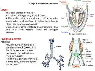 Lungs & associated structures
Larynx
Tetrapods besides mammals –
 2 pair of cartilages: artytenoid & cricoid
 Mammals - paired arytenoids + cricoid + thyroid +
several other small cartilages including the epiglottis
(closes glottis when swallowing)
 Amphibians, some lizards, & most mammals - also
have vocal cords stretched across the laryngeal
chamber
•Trachea & syrinx
•Trachea
•usually about as long as a
vertebrates neck (except in a
few birds such as cranes)
•reinforced by cartilaginous
rings (or c-rings)
•splits into 2 primary bronchi &,
in birds only, forms the syrinx
at that point
 
