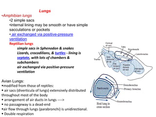 Lungs
•Amphibian lungs
•2 simple sacs
•internal lining may be smooth or have simple
sacculations or pockets
• air exchanged via positive-pressure
ventilation
Reptilian lungs
simple sacs in Sphenodon & snakes
Lizards, crocodilians, & turtles - lining is
septate, with lots of chambers &
subchambers
air exchanged via positive-pressure
ventilation
Avian Lungs:
modified from those of reptiles:
 air sacs (diverticula of lungs) extensively distributed
throughout most of the body
 arrangement of air ducts in lungs ---->
 no passageway is a dead-end
air flow through lungs (parabronchi) is unidirectional.
 Double respiration
 