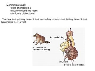 •Mammalian lungs:
•Multi chambered &
•usually divided into lobes
•air flow is bidirectional:
Trachea <---> primary bronchi <---> secondary bronchi <---> tertiary bronchi <--->
bronchioles <---> alveoli
 