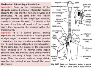 Mechanism of Breathing or Respiration:
Inspiration: Done by the contraction of the
obliquely arranged external intercostal muscles
dragging the ribs and the sternum forwards and
downwards. At the same time the radially
arranged muscles of the diaphragm contract,
thereby it becomes flattened. This results in the
increase of the internal capacity of the thoracic
cavity, thus, decreasing the pressure within the
thoracic cavity.
Expiration. It is a passive process. During
expiration, the internal intercostal muscles placed
at right angles to external intercostal muscles
contract and the later muscles also relax, thereby
the ribs and sternum attain their normal position.
At the same time the muscles of the diaphragm
relax, bringing it in its normal dome-shaped
position. Thus, the thoracic cavity and its volume
decreases, producing a huge pressure on the
lungs. Thus, the elastic walls of lungs shrink,
expelling the respired air out through the same
above path.
 