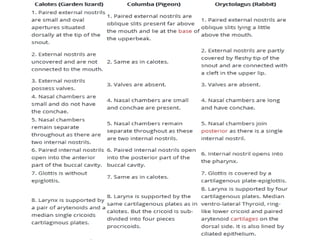 Vertebrate respiratory system