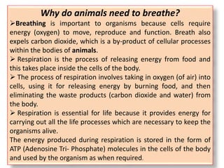 Why do animals need to breathe?
Breathing is important to organisms because cells require
energy (oxygen) to move, reproduce and function. Breath also
expels carbon dioxide, which is a by-product of cellular processes
within the bodies of animals.
 Respiration is the process of releasing energy from food and
this takes place inside the cells of the body.
 The process of respiration involves taking in oxygen (of air) into
cells, using it for releasing energy by burning food, and then
eliminating the waste products (carbon dioxide and water) from
the body.
 Respiration is essential for life because it provides energy for
carrying out all the life processes which are necessary to keep the
organisms alive.
The energy produced during respiration is stored in the form of
ATP (Adenosine Tri- Phosphate) molecules in the cells of the body
and used by the organism as when required.
 