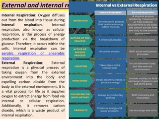 Vertebrate respiratory system | PPTX