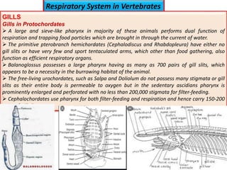 Respiratory System in Vertebrates
GILLS
Gills in Protochordates
 A large and sieve-like pharynx in majority of these animals performs dual function of
respiration and trapping food particles which are brought in through the current of water.
 The primitive pterobranch hemichordates (Cephalodiscus and Rhabdopleura) have either no
gill slits or have very few and sport tentaculated arms, which other than food gathering, also
function as efficient respiratory organs.
 Balanoglossus possesses a large pharynx having as many as 700 pairs of gill slits, which
appears to be a necessity in the burrowing habitat of the animal.
 The free-living urochordates, such as Salpa and Doliolum do not possess many stigmata or gill
slits as their entire body is permeable to oxygen but in the sedentary ascidians pharynx is
prominently enlarged and perforated with no less than 200,000 stigmata for filter-feeding.
 Cephalochordates use pharynx for both filter-feeding and respiration and hence carry 150-200
pairs of gill slits.
 