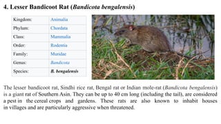 Comprehensive Overview and Management of Rodent Pests in Nepal | PPTX