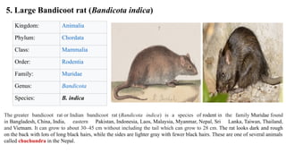Comprehensive Overview and Management of Rodent Pests in Nepal | PPTX