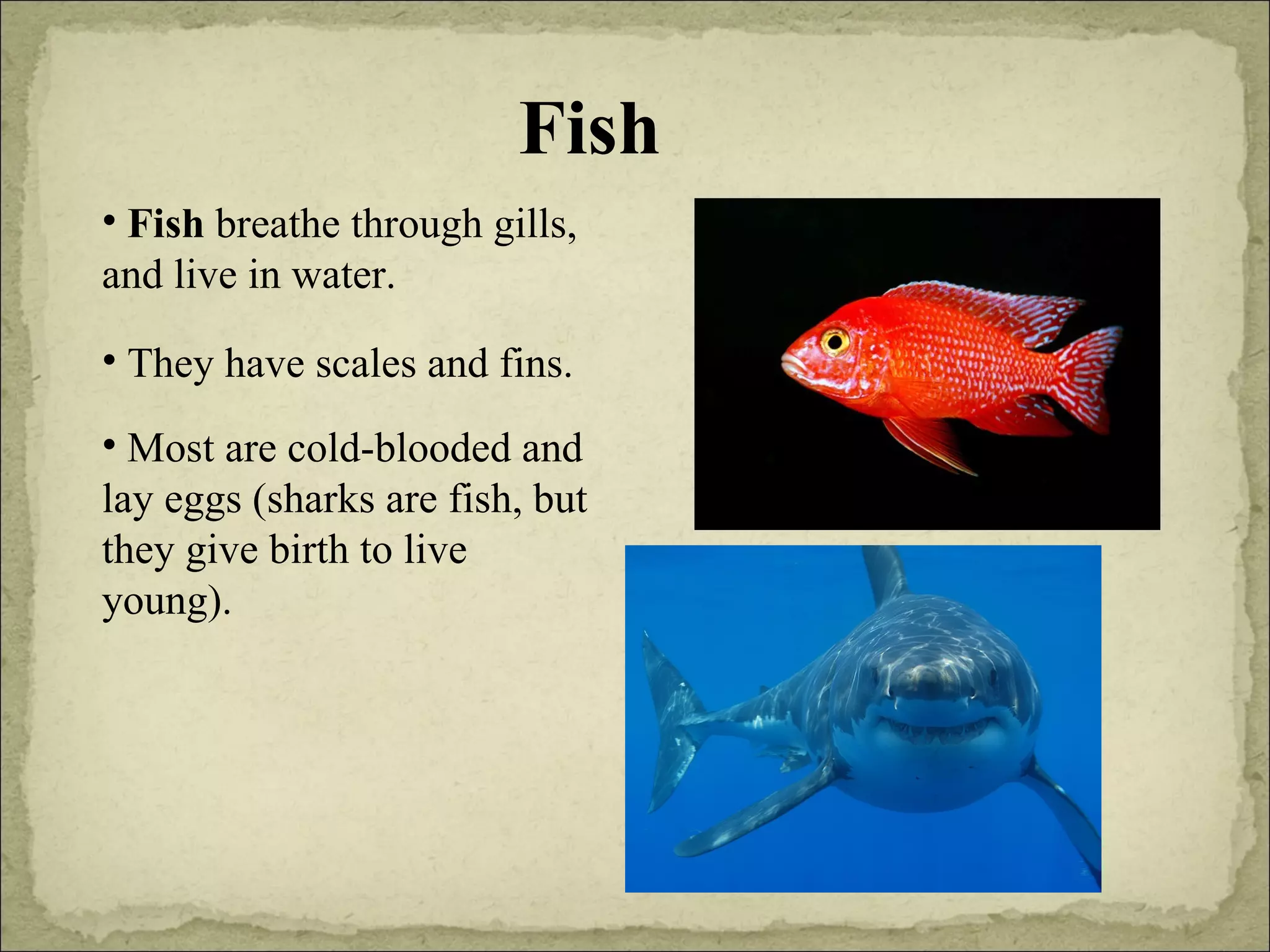 Fish Fish  breathe through gills, and live in water. They have scales and fins. Most are cold-blooded and lay eggs (sharks are fish, but they give birth to live young). 