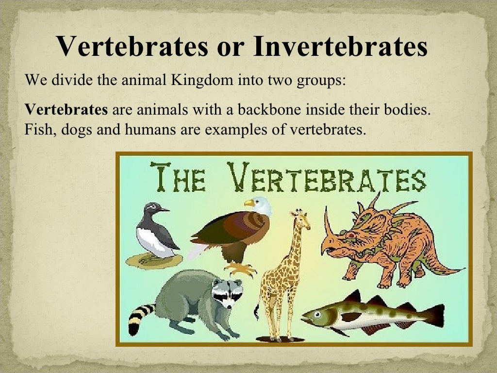 vertebrates
