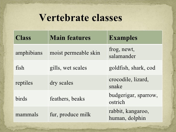 Vertebrates