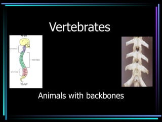 Vertebrates Animals with backbones 