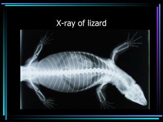 X-ray of lizard 