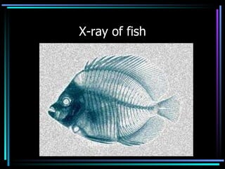 X-ray of fish 