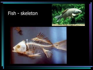 Fish - skeleton 