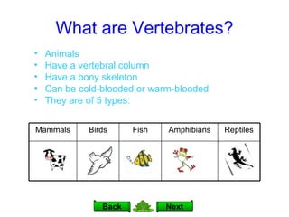 What are Vertebrates? Animals Have a vertebral column Have a bony skeleton Can be cold-blooded or warm-blooded They are of 5 types: Next Back Reptiles Amphibians Fish Birds Mammals 