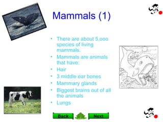 Mammals (1) There are about 5,ooo species of living mammals. Mammals are animals that have: Hair 3 middle ear bones Mammary glands Biggest brains out of all the animals Lungs Next Back 