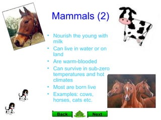 Mammals (2) Nourish the young with milk Can live in water or on land Are warm-blooded Can survive in sub-zero  temperatures and hot climates Most are born live Examples: cows, horses, cats etc. Next Back 