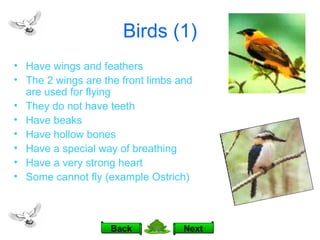 Birds (1) Have wings and feathers The 2 wings are the front limbs and are used for flying They do not have teeth Have beaks Have hollow bones Have a special way of breathing Have a very strong heart Some cannot fly (example Ostrich) Next Back 