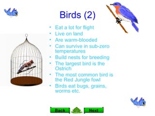 Birds (2) Eat a lot for flight Live on land Are warm-blooded Can survive in sub-zero temperatures Build nests for breeding The largest bird is the Ostrich The most common bird is  the Red Jungle fowl  Birds eat bugs, grains, worms etc. Next Back 
