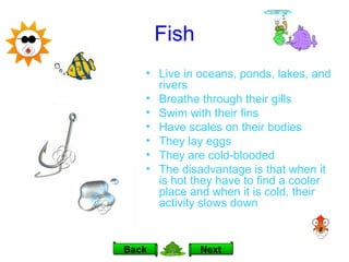 Fish Live in oceans, ponds, lakes, and rivers Breathe through their gills Swim with their fins Have scales on their bodies They lay eggs They are cold-blooded The disadvantage is that when it is hot they have to find a cooler place and when it is cold, their activity slows down Next Back 