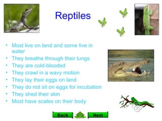 Reptiles Most live on land and some live in water They breathe through their lungs They are cold-blooded They crawl in a wavy motion They lay their eggs on land They do not sit on eggs for incubation They shed their skin Most have scales on their body Next Back 