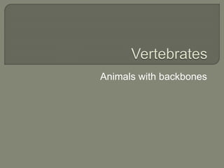 Animals with backbones
 