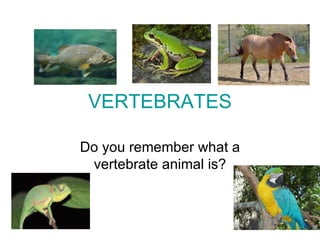 VERTEBRATES

Do you remember what a
 vertebrate animal is?
 