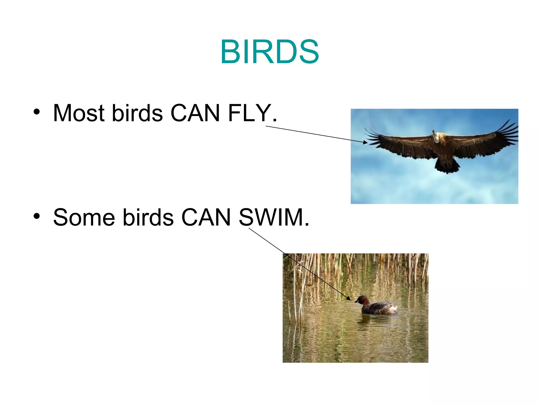 BIRDS
• Most birds CAN FLY.
• Some birds CAN SWIM.
 